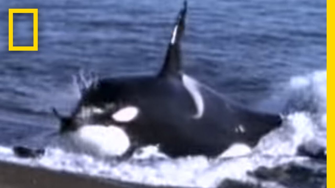 Killer Whale vs. Sea Lions | National Geographic