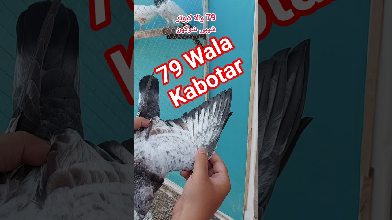 0️⃣3️⃣0️⃣0️⃣6️⃣5️⃣4️⃣2️⃣7️⃣1️⃣4️⃣ 79 Wala Kabotar | Lal Motion wala Kabootar #Shebi_Shokeen