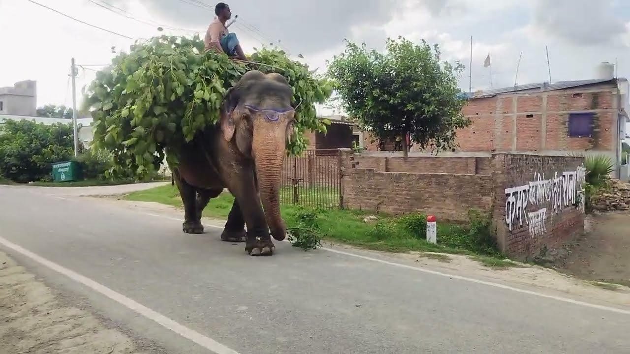गांव में हाथी कहां से आया? बहुत ही डेंजर हाथी भागो?
