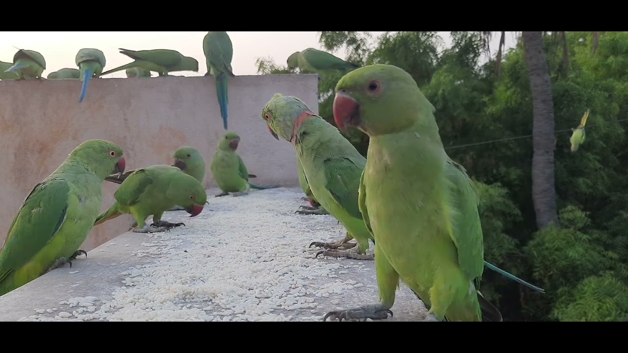 Parrots 🦜  Feedings Day - 307