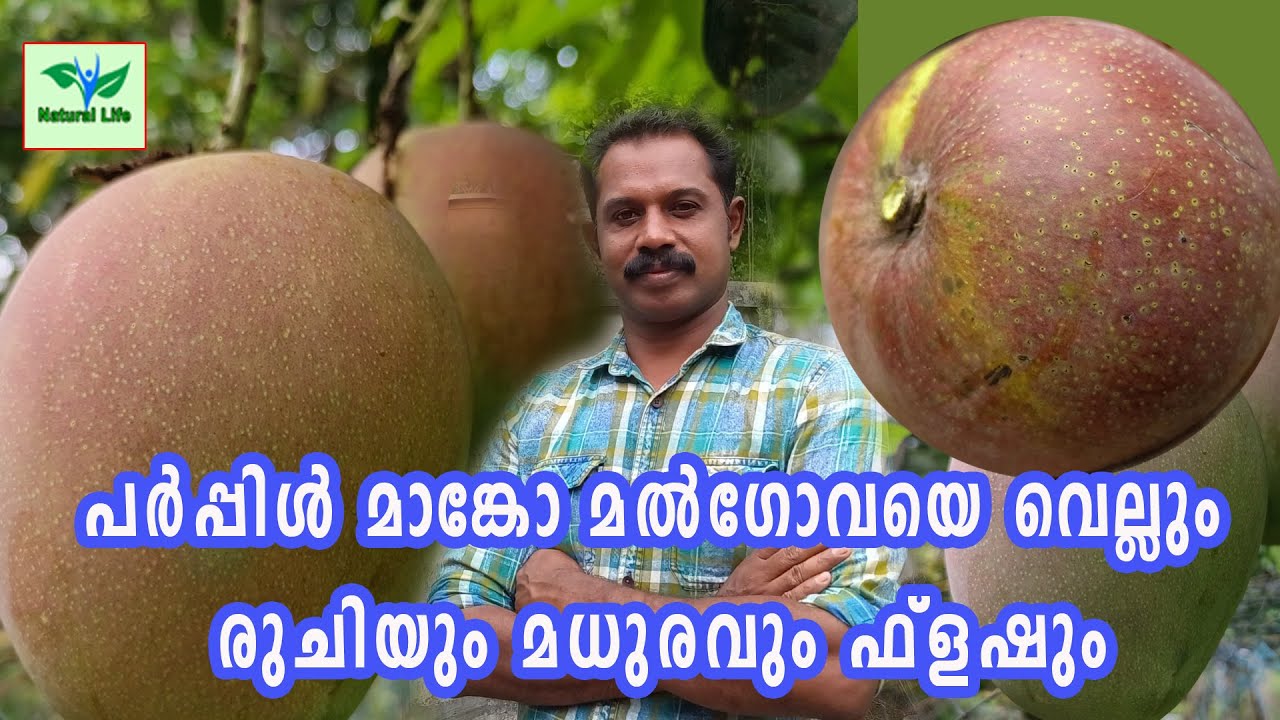 PURPILE MANGO New Trending Mango | പർപ്പിൾ മാങ്കോ|PURPILE MANGO New Trending Mango | #Purplemango