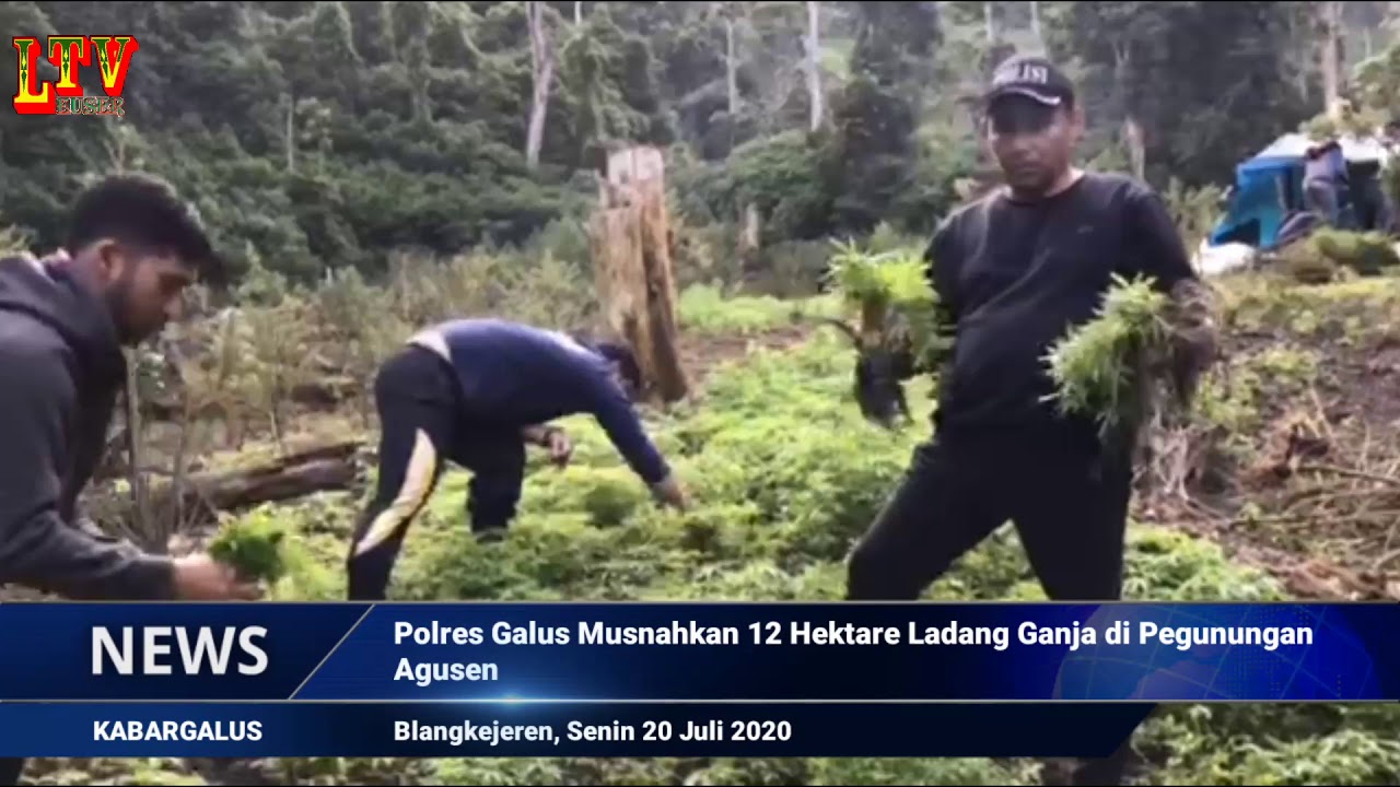 Polres Galus Musnahkan 12 Hektare Ladang Ganja di Pegunungan Agusen