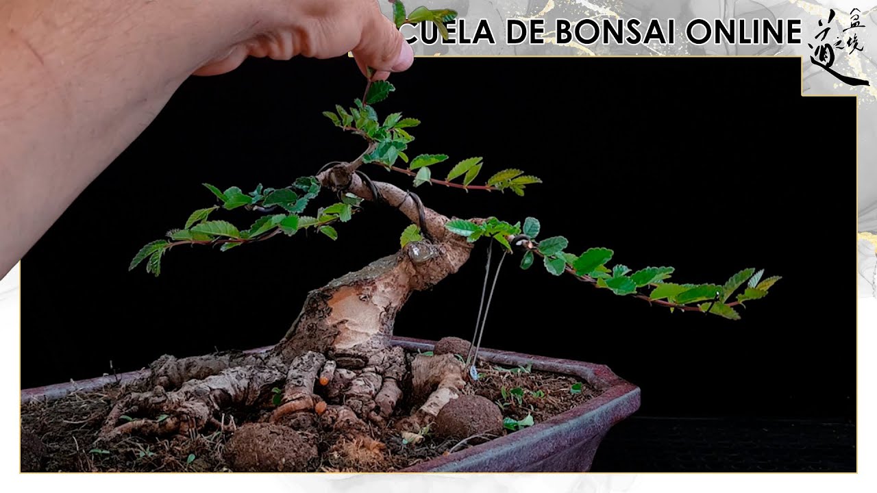 Creando Bonsai de CALIDAD desde material comercial
