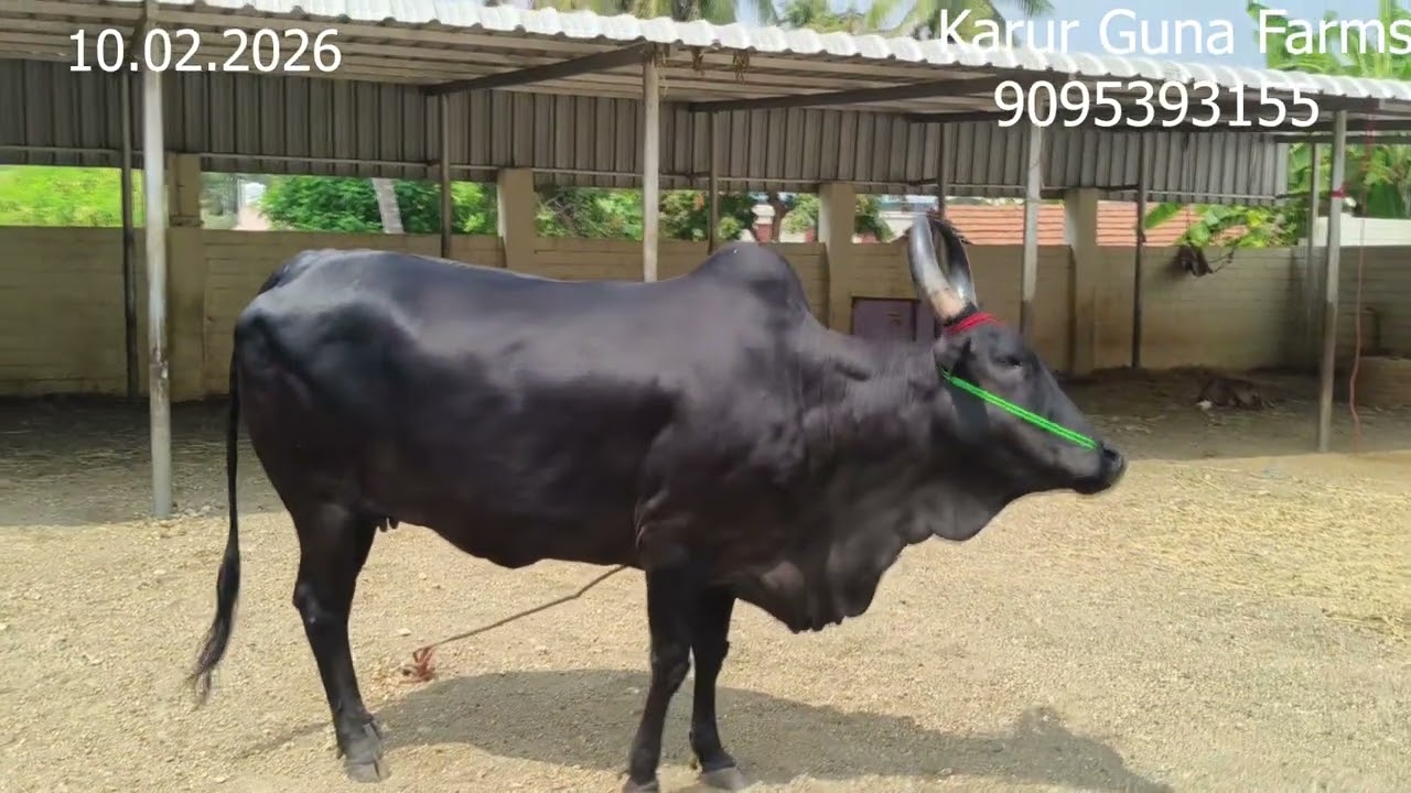 விற்பனைக்கு காராம்பசு மாடு மற்றும் செவலை மாடு இன்றைய பதிவு.