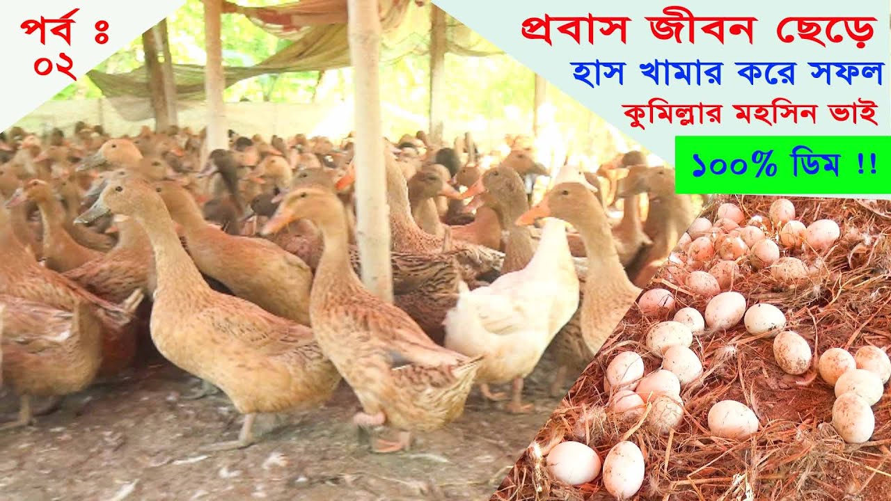 সফল হাস খামারি কুমিল্লার মহসিন ভাই ।। পর্ব ঃ ০২ ।। ১০০% ডিম উৎপাদন ।।