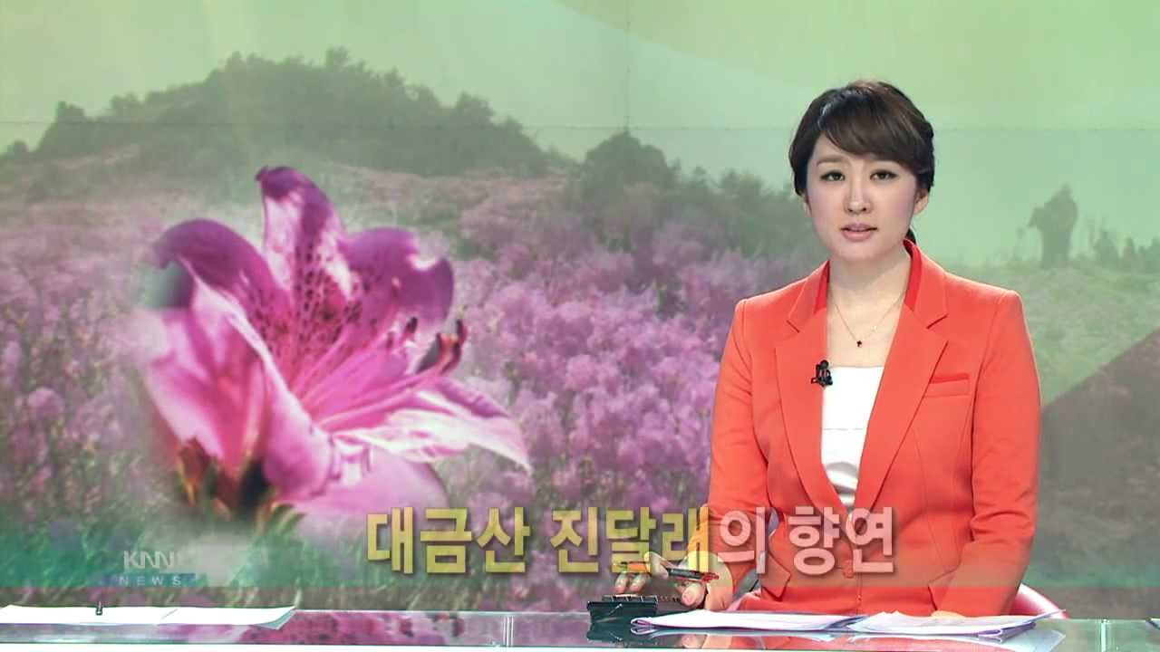 [KNN 뉴스] 대금산 진달래의 향연