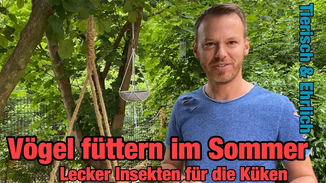 Vogelfütterung im Sommer mit Insekten - mit Selbstversuch / Tierisch & Ehrlich