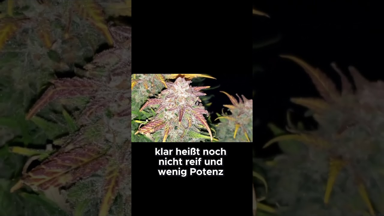 🌸 Ende der Bl&uuml;tephase erkl&auml;rt! 💡 | Link im Kommentar ⬇️ #shorts