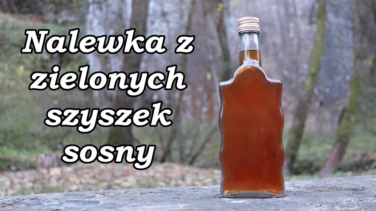 Łycha leśnika, czyli jak zrobić nalewkę z zielonych szyszek sosny