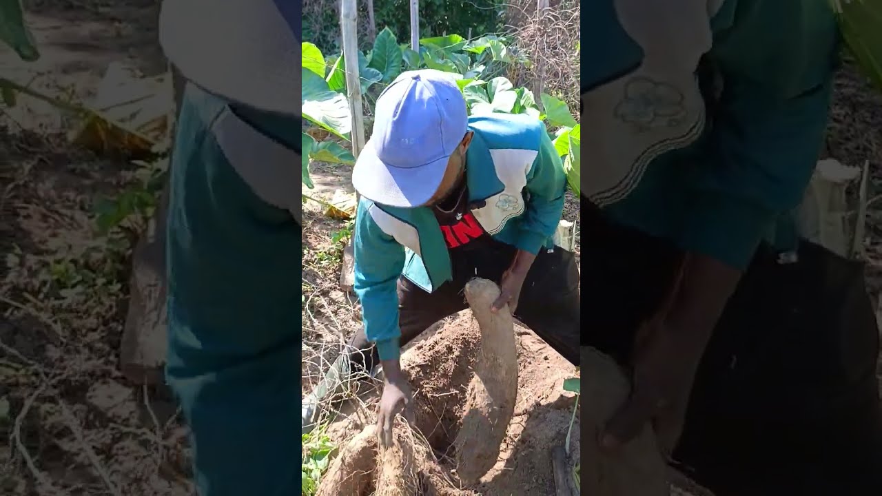 harvesting yam