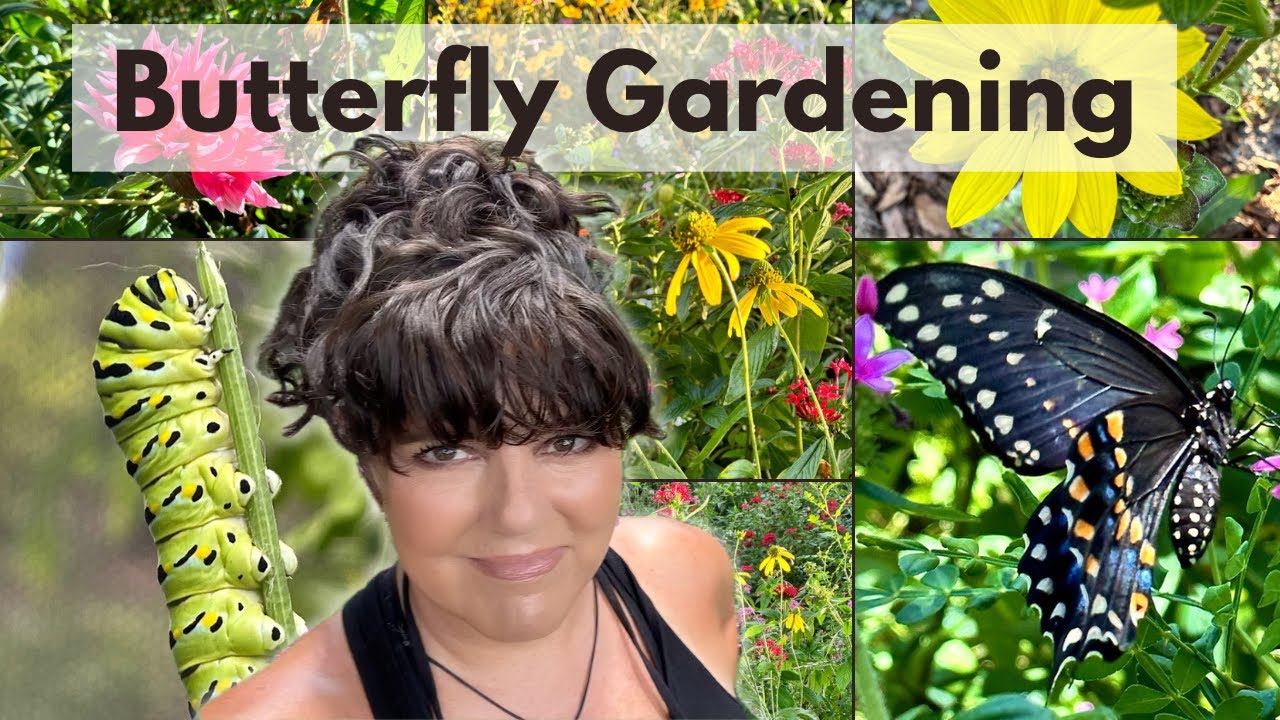 How to Attract Eastern Black Swallowtail Butterflies: Host Plant Container Garden