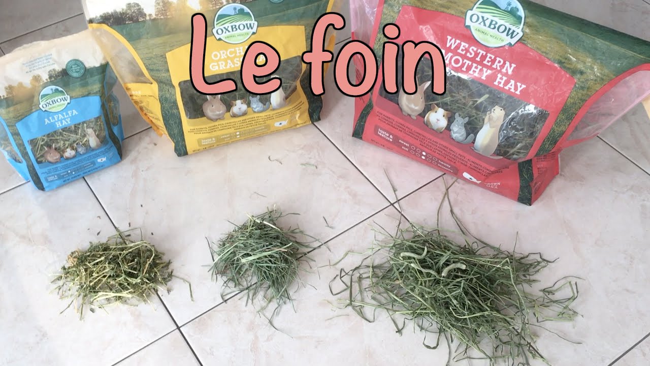 Le foin - Lequel choisir - Variété  - Luzerne - Verger - Timothy