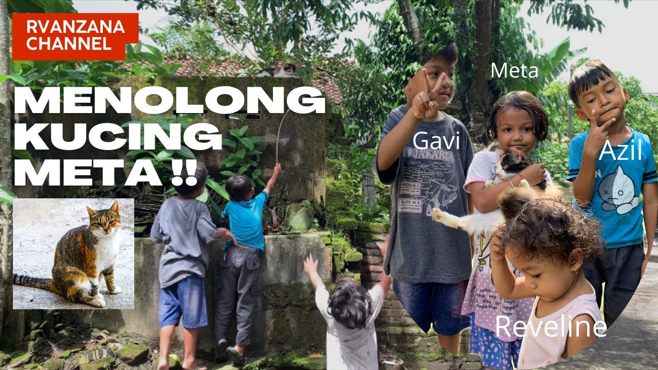 Menangkap Kucing Meta yang Lepas 