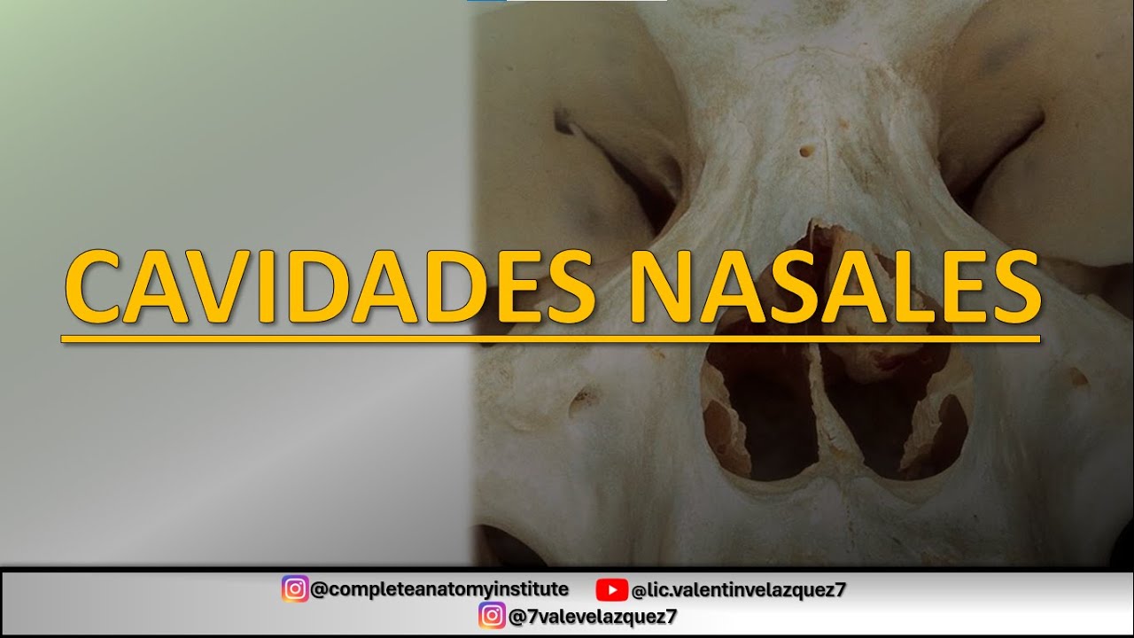 ESPLACNOLOG&Iacute;A | CAVIDADES NASALES (Agger nasi de Zuckerkandl, bulla etmoidal, cornete de Santorini)