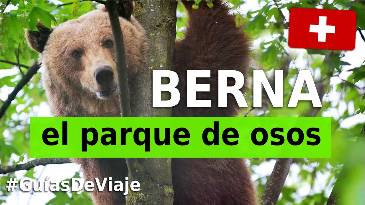 El incre&iacute;ble parque de Osos en el centro de Berna 🐻 &iexcl;Una visita imperdible en Suiza! #guiadeviaje