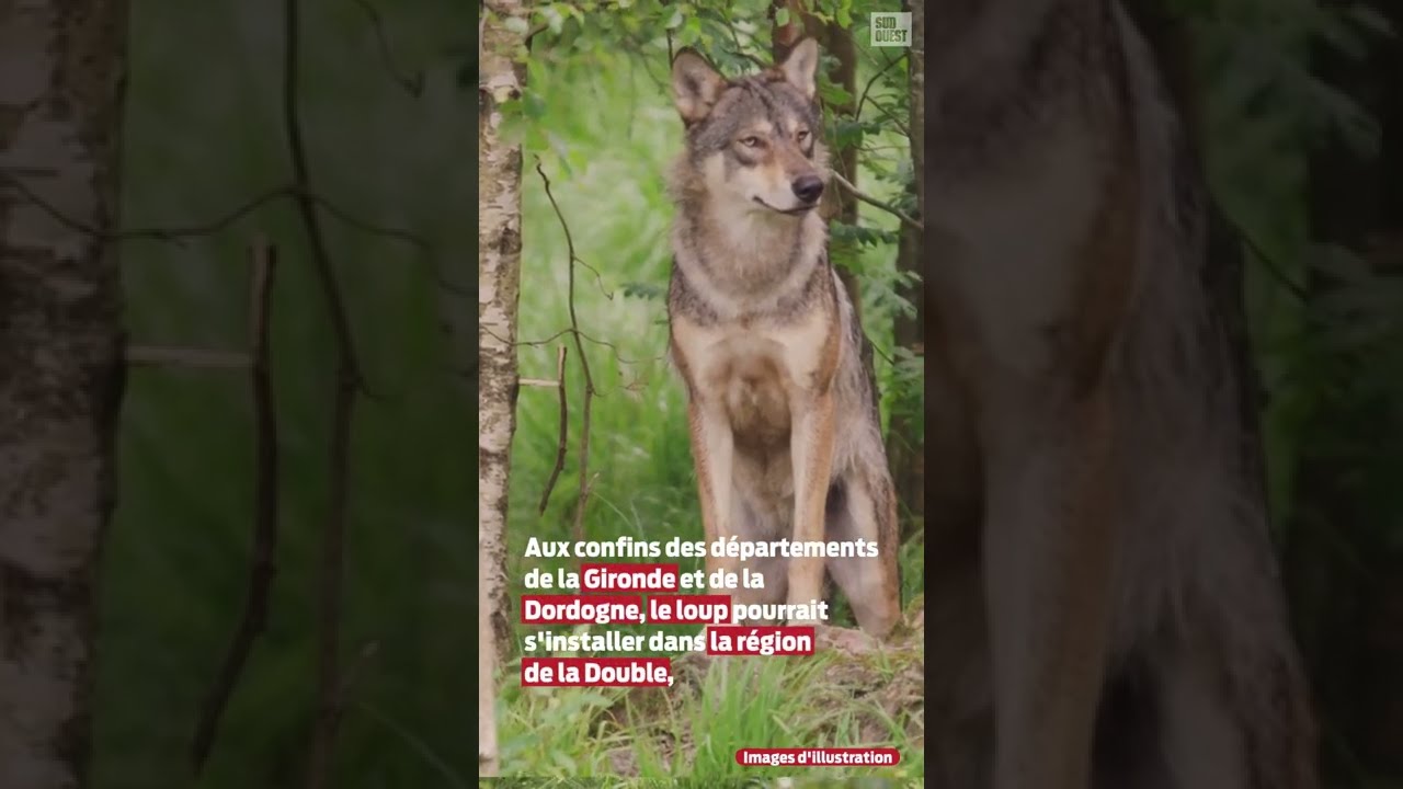 Le loup de retour en Gironde et en Dordogne ?