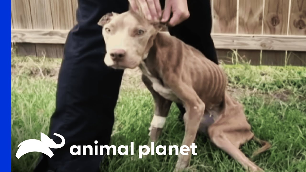Skeletal Dog Is Rescued By A Police Officer | Pit Bulls & Parolees