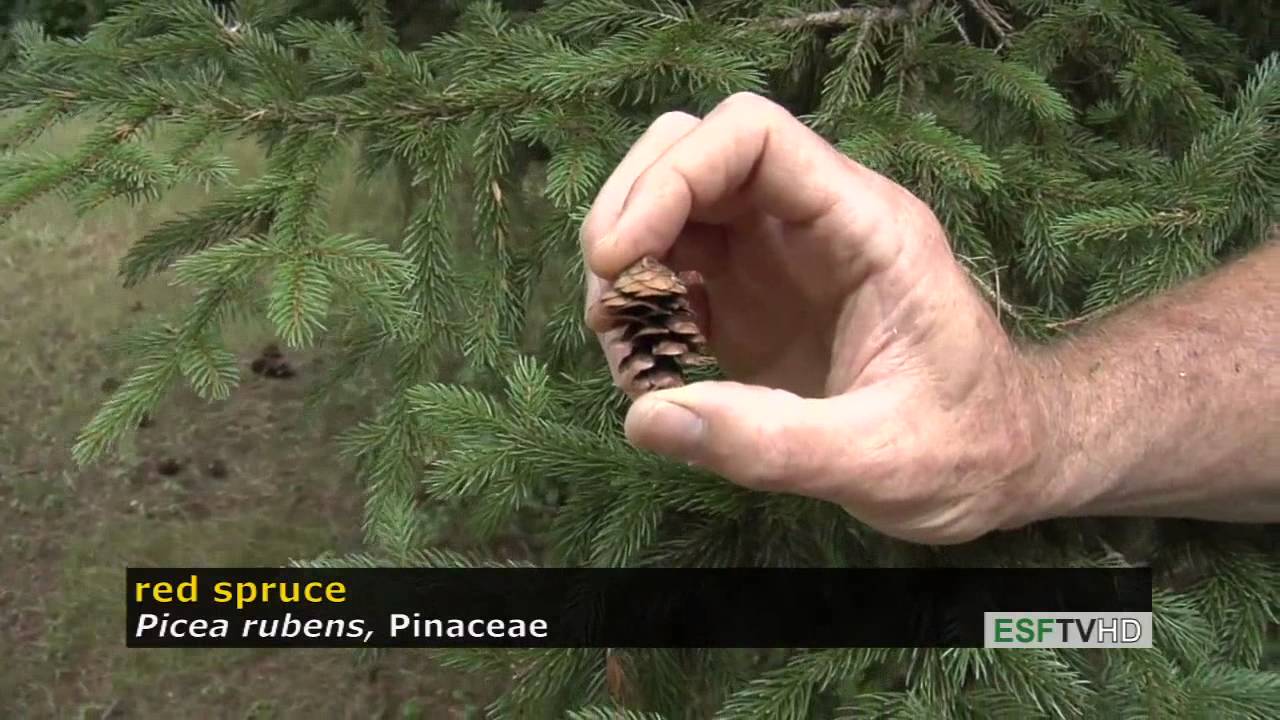 Trees with Don Leopold - red spruce