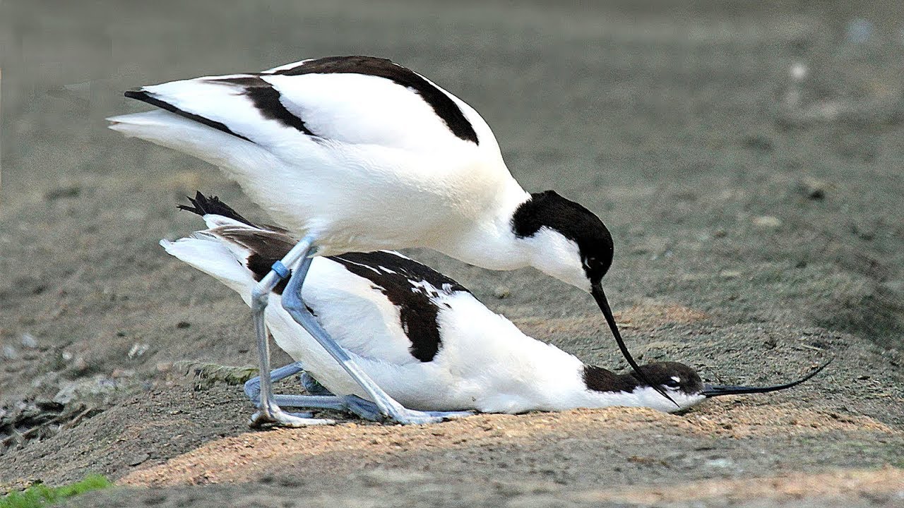Pied Avocet || The Wild