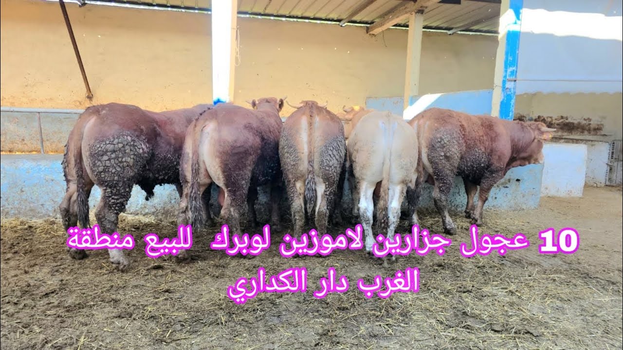 10 عجول جزارين لاموزين لوبرك  للبيع منطقة الغرب دار الكداري 0661282165