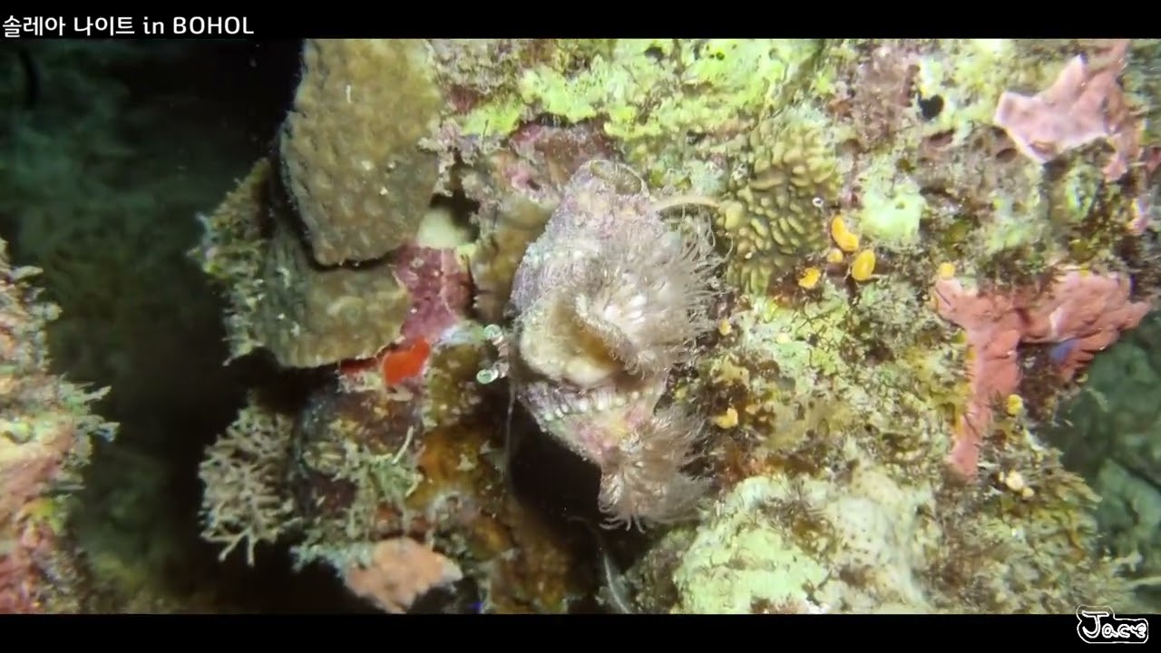 솔레아비치 in BOHOL (NIGHT DIVING)