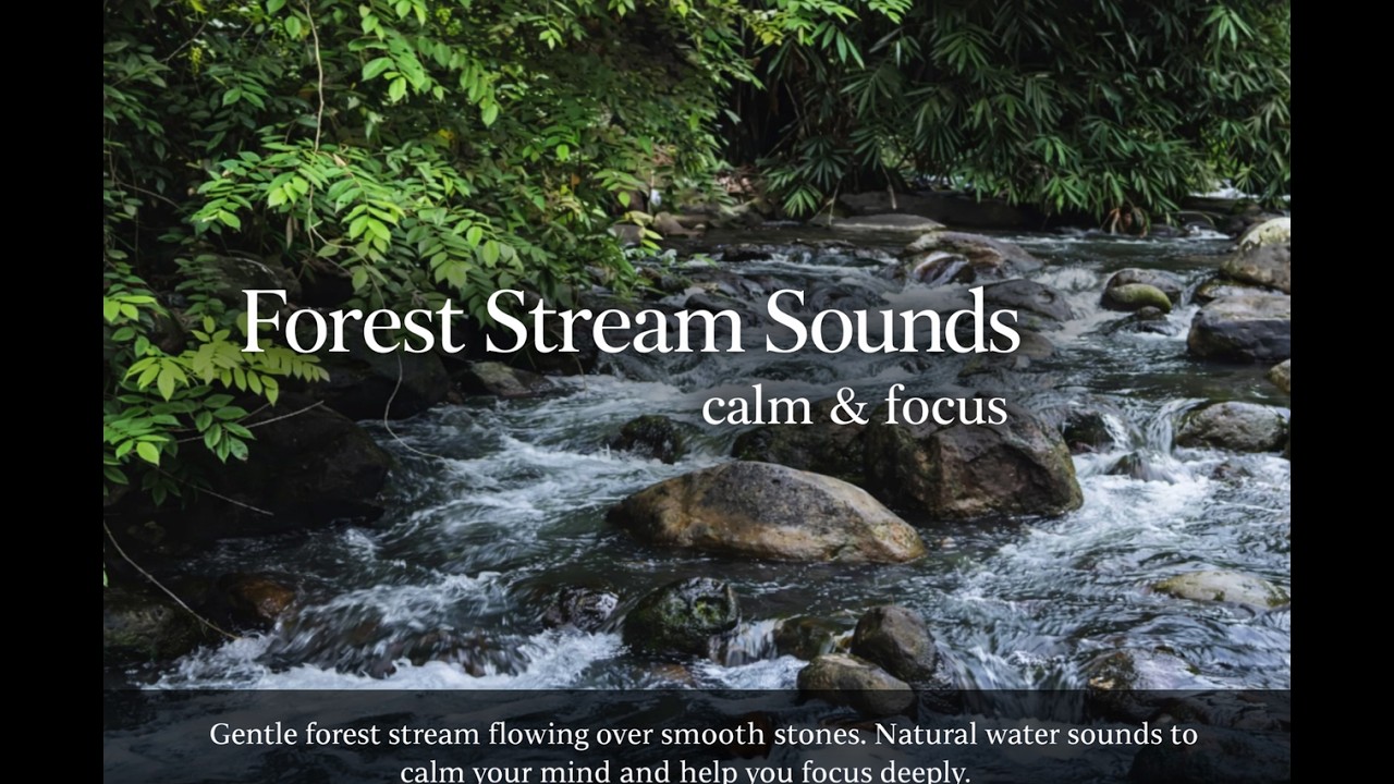 Forest Stream Sounds for Calm & Focus | Gentle Water Flow in Lush Nature