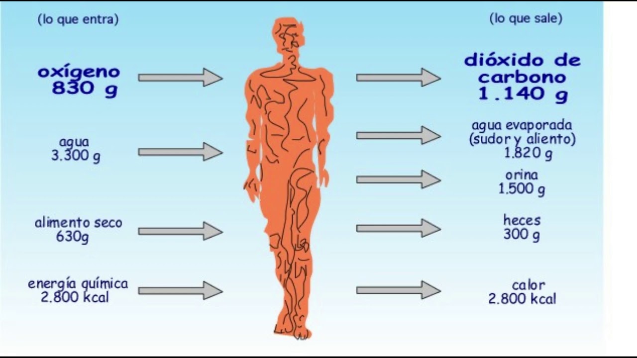 Sistemas biológicos termodinámicos