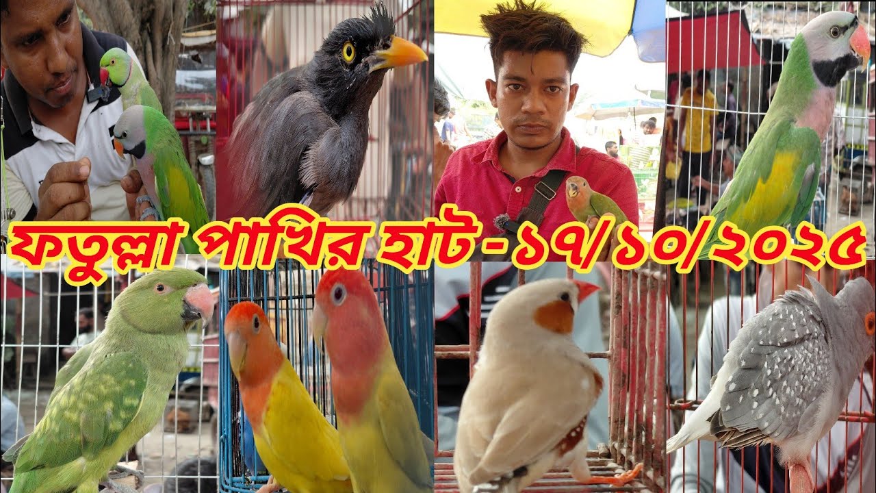 নারায়ণগঞ্জ ফতুল্লা পাখির হাট || ফতুল্লা টিয়া পাখির দাম || narayanganj Pakhir hat #viral