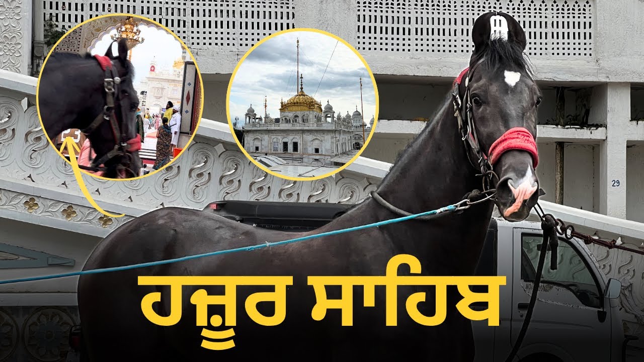 “ਕਿੰਨਾ ਨਸੀਬਾਂ ਵਾਲਾ ਏ ਘੋੜਾ, ਜੋ ਜਾਨਵਰ ਹੋ ਕੇ ਵੀ ਹਜ਼ੂਰ ਸਾਹਿਬ ਦੇ ਦਰਸ਼ਨ ਕਰ ਆਇਆ 🙏🐎