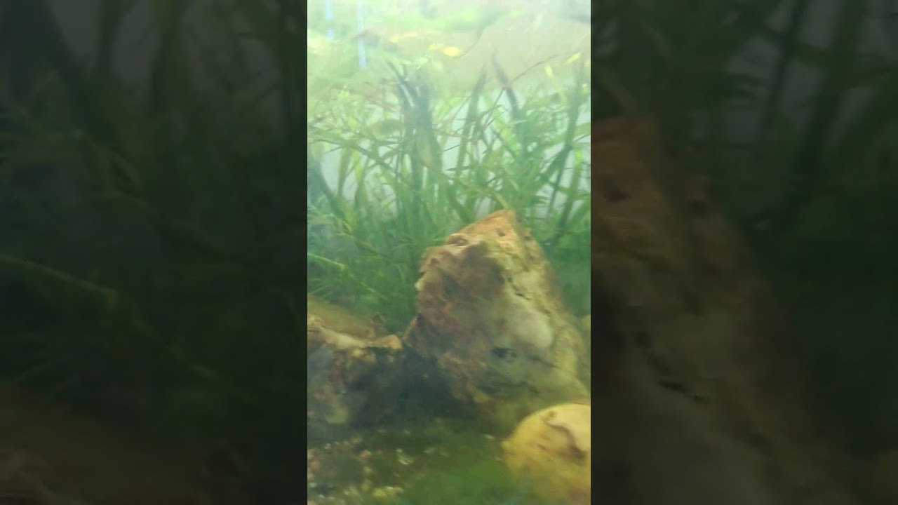 Red Shrimp#fish #subscribe #subscribe #viral #nature