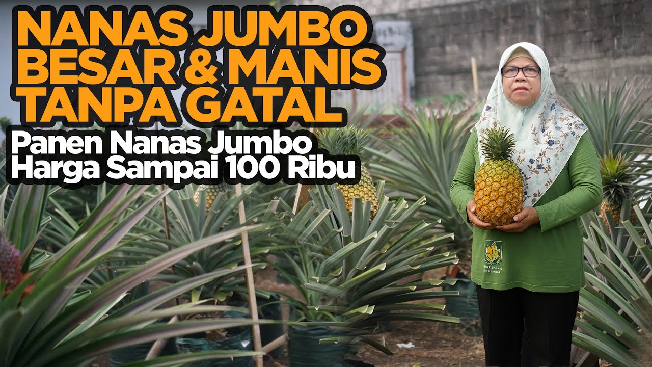 Budidaya Nanas Jumbo: Dari Bibit Rp75 Ribu Jadi Bisnis Menguntungkan