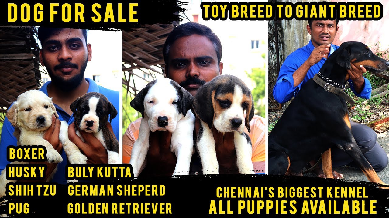 Dog for Sale | Puppies Available | Biggest Kennel in Chennai | Toy Breed to Giant Breed | Video Shop
