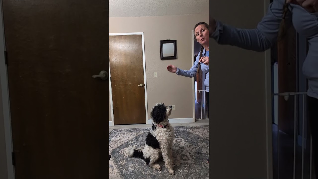 Down stay beginner/intermediate level for younger dogs. 