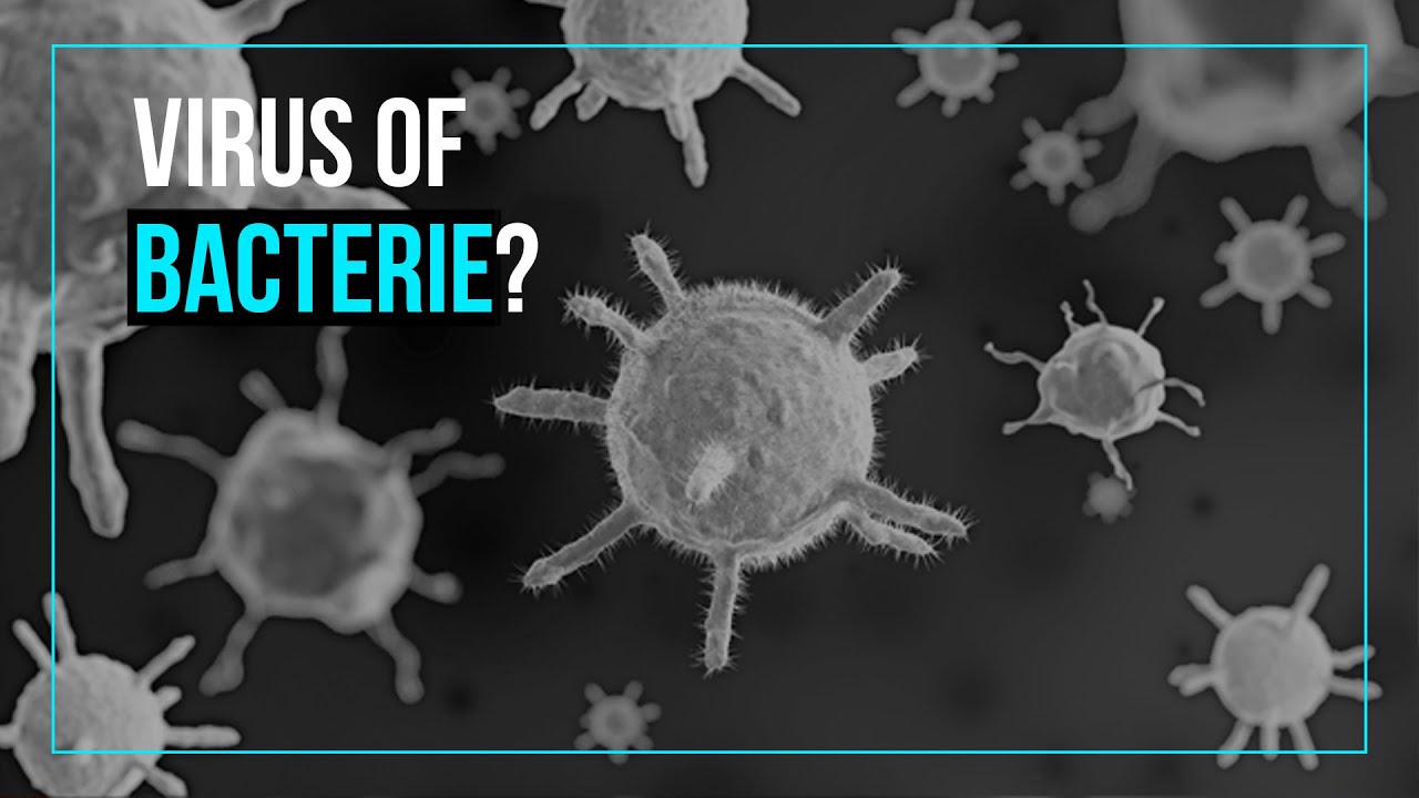 Wat is het verschil tussen een virus en een bacterie?