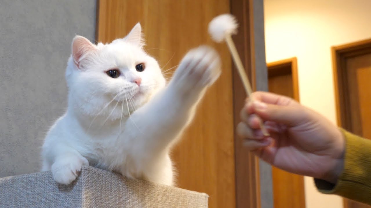 うちのもふ猫は自分以外の”もふもふ”に容赦がありません！