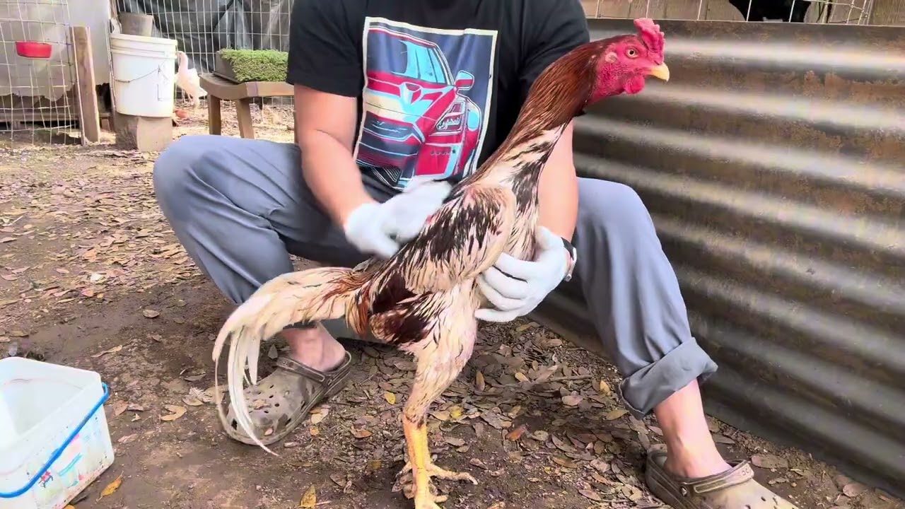 Qaib.  Yuav txog sibhawm rua Ntsaug Lau