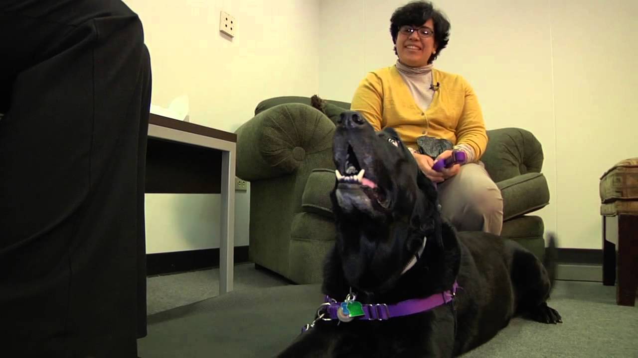 Behavioral Medicine Service at NC State University's College of Veterinary Medicine