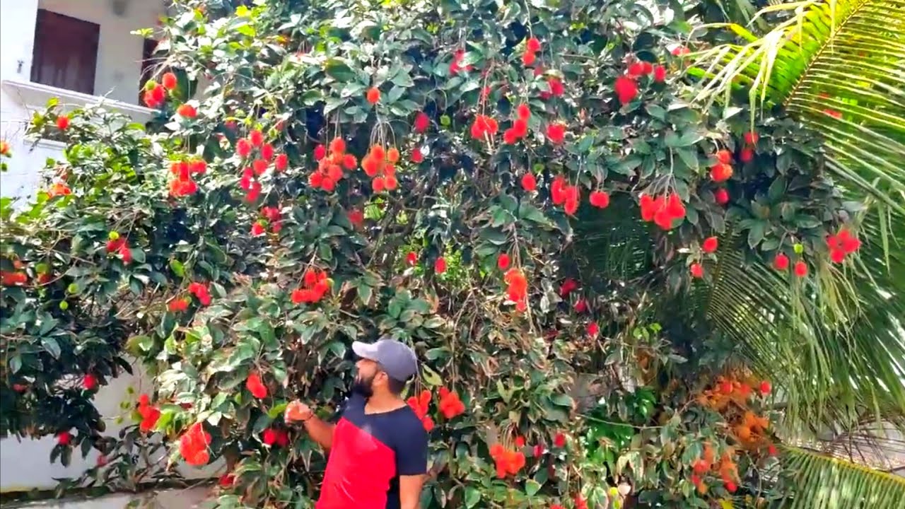 പേടിച്ചത് തന്നെ സംഭവിച്ചു, അവസാനം നമ്മുടെ റംബുട്ടാൻ വെട്ടി മാറ്റേണ്ടി വന്നു // Rambuttan