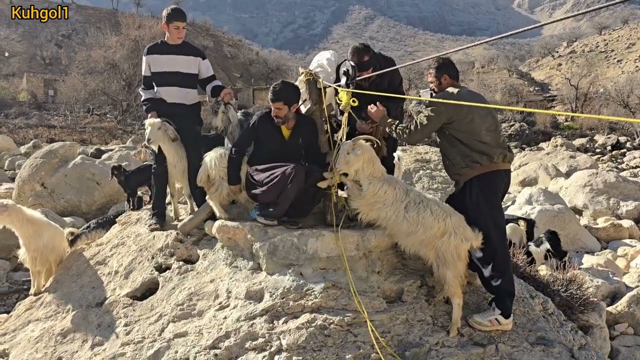 Nomadic life | The difficult and spectacular crossing of animals across a raging river 🐐🌊