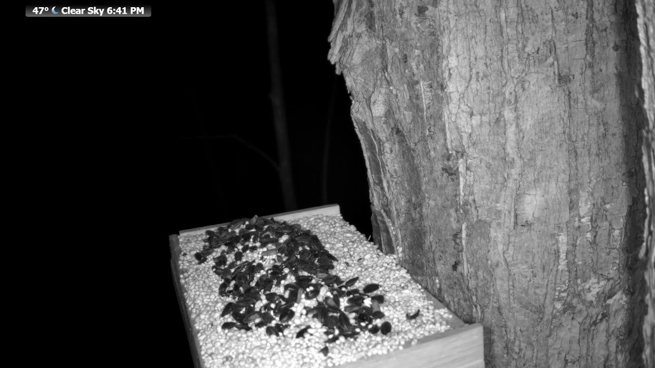 🔴 24/7 Wildlife Feeder Live | Birds, Deer & Flying Squirrels | Nicolet National Forest, Wisconsin