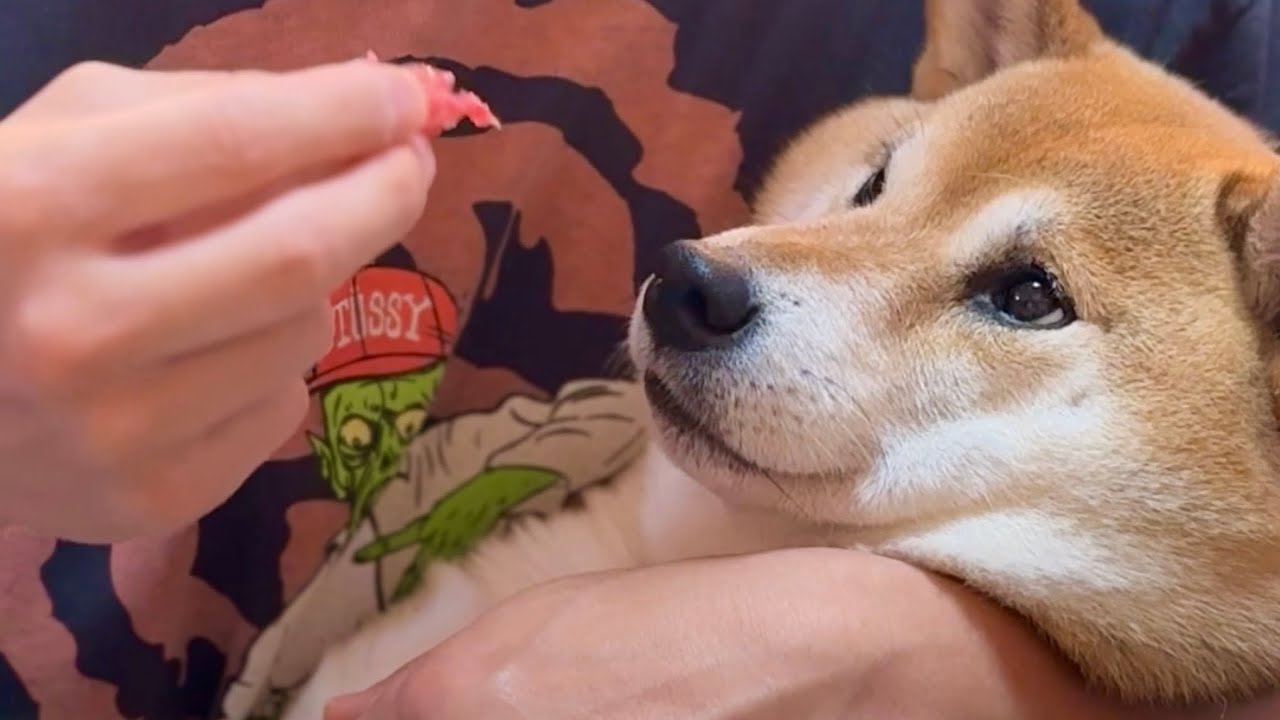 【新年】マグロを食べる様子がまるで赤ちゃんな柴犬👶 #柴犬 