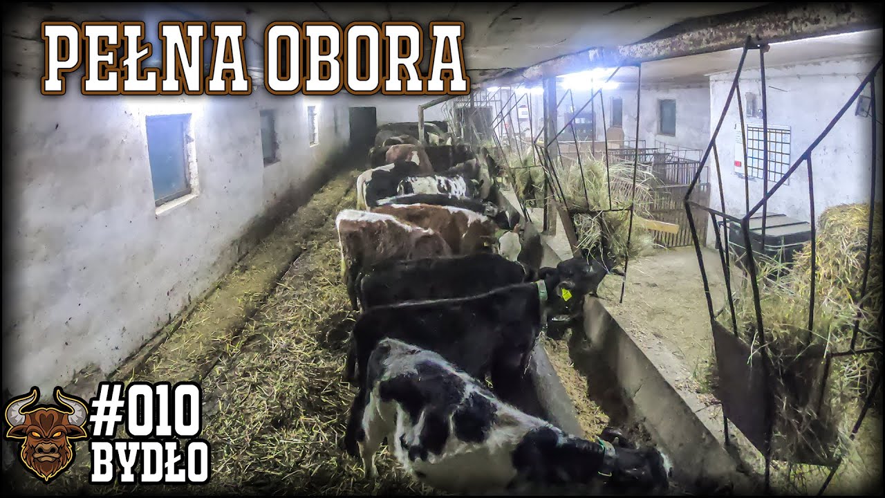 #10 Bydło opasowe - Obora zapełniona! Ile aktualnie jedzą cielaki?