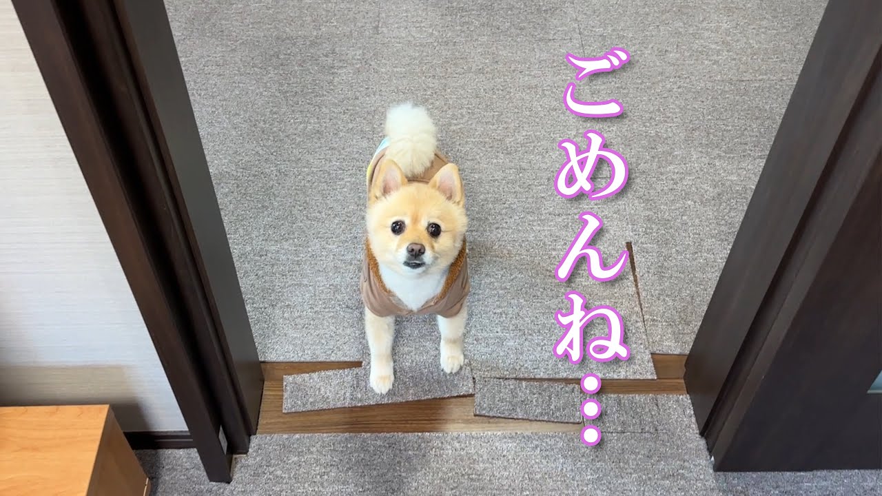 愛犬を実家で預かってもらいました…