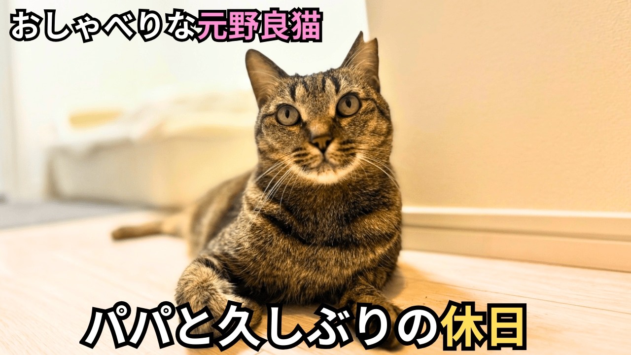 元野良猫と2週間ぶりに再会した30代男との休日はこんな感じ
