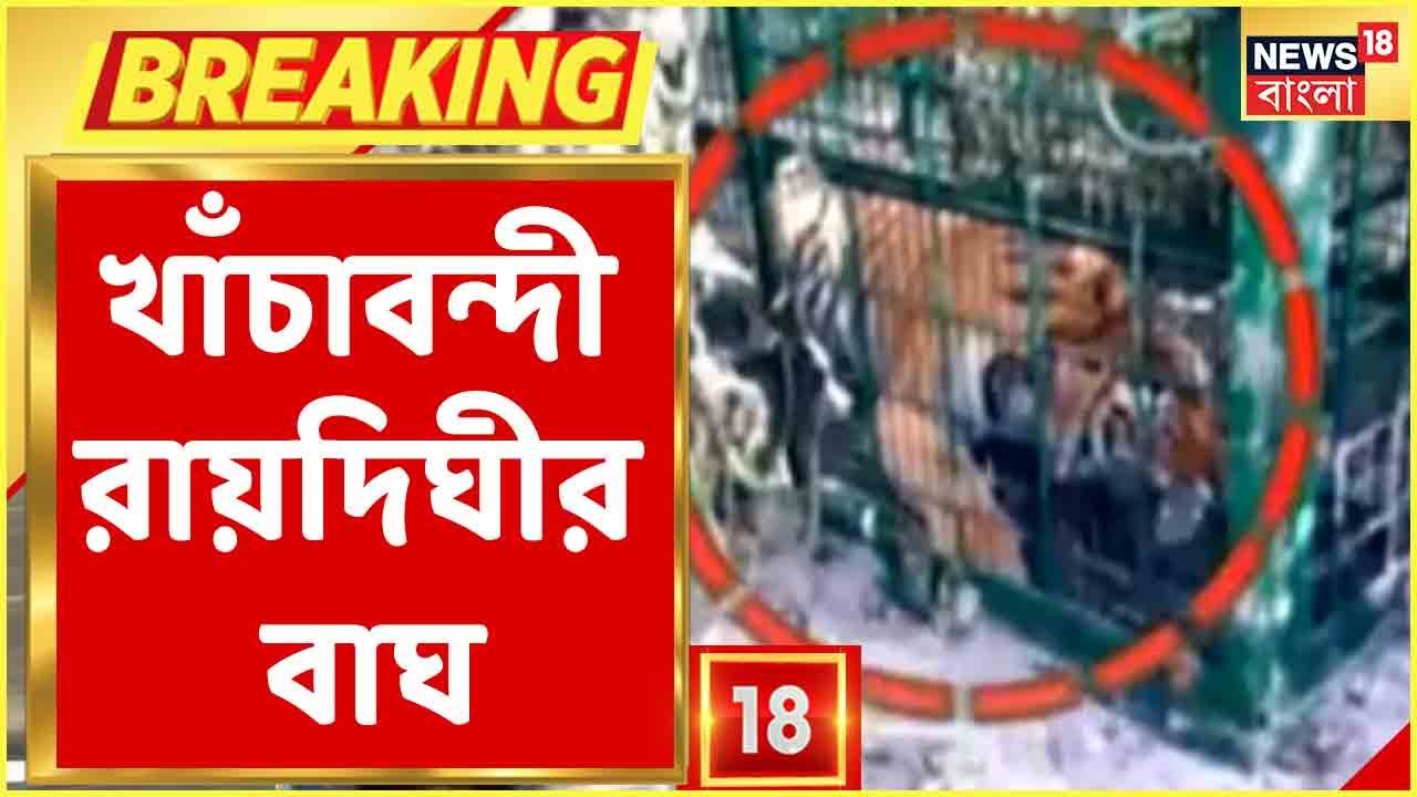 Bangla News | 16 দিন পার, অবশেষে খাঁচাবন্দী Royal, দেখুন খাঁচাবন্দী বাঘের ছবি | Breaking News