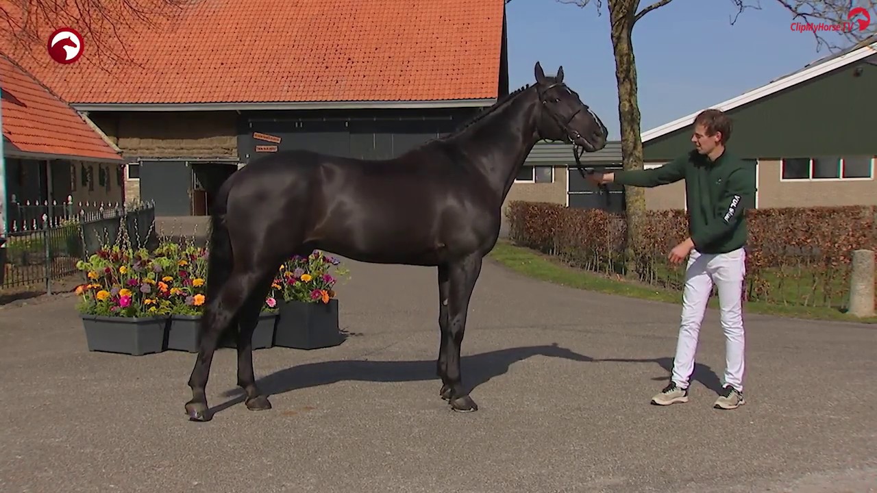 Glasgow van 't Merelsnest VDL Stud stallionshow 2020