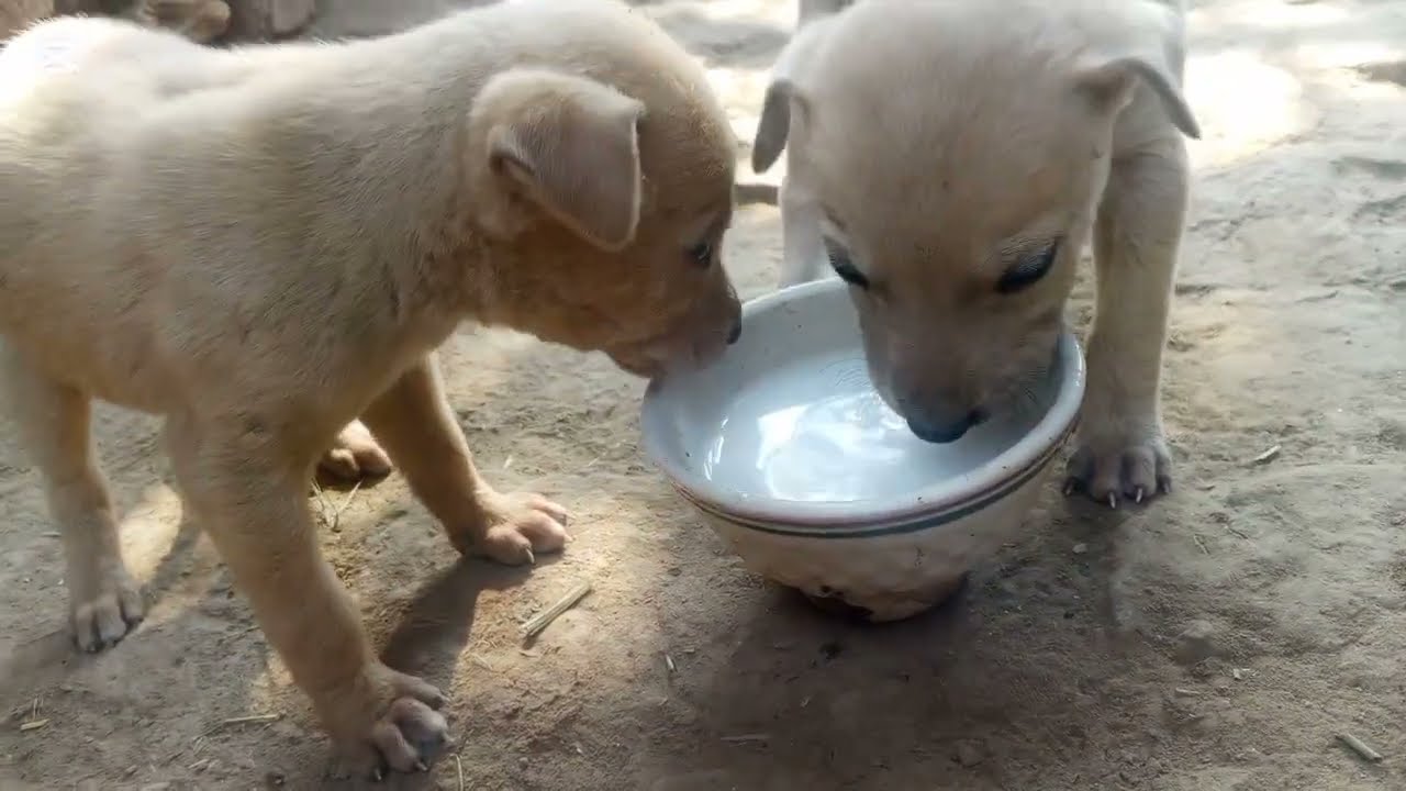Orphan Puppies Crying From Hunger | A Heartbreaking Rescue Story🥺😢