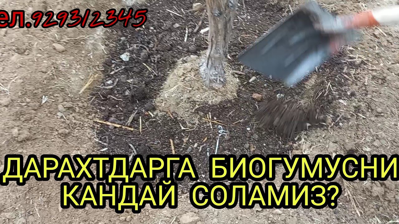 N198. Дарахтларга биогумус кандай солинади?  тел. 929312345