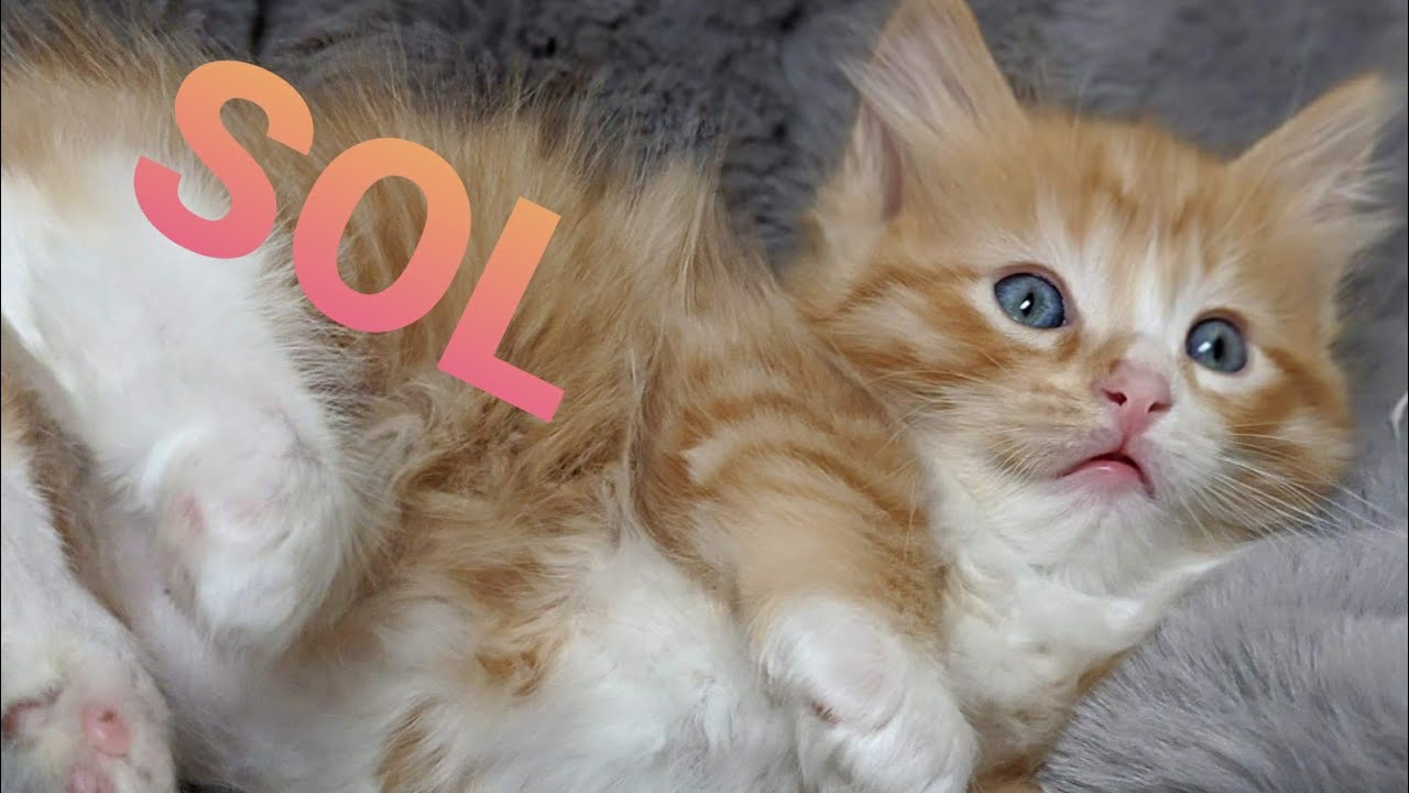 Maine Coon & Ragdoll X kitten - 8 weeks old