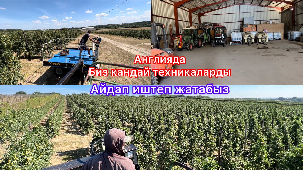 Англияда техника айдап иштесе болот#жумуш#Англия,,worke”@
